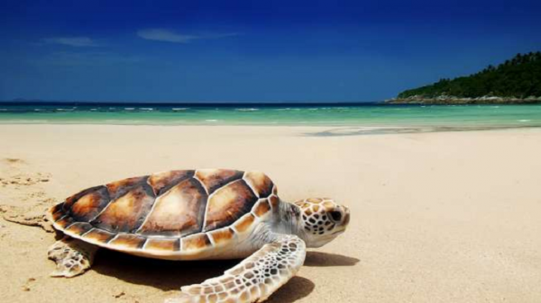 Sukamade Beach, a Popular Tourist Destination in Banyuwangi, East Java